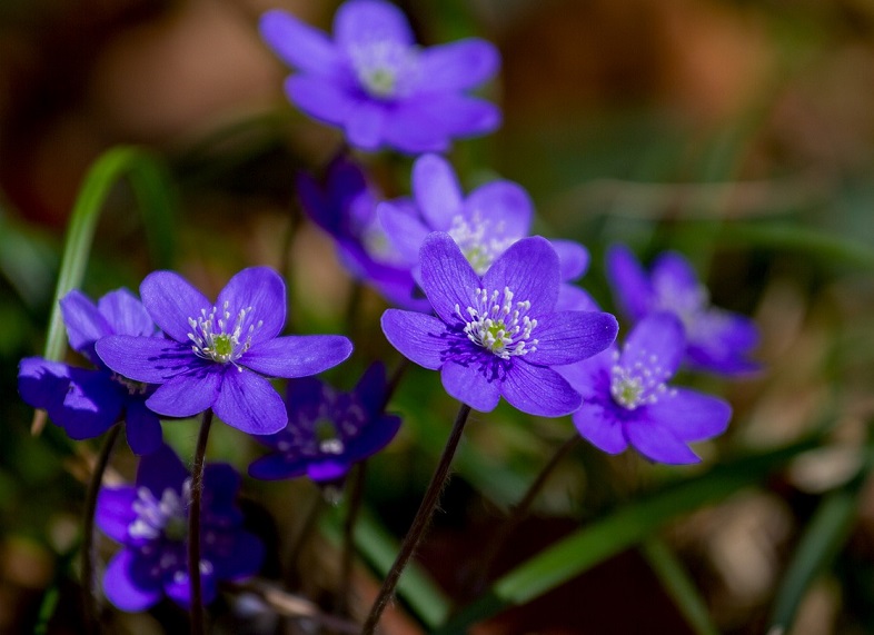 flower-3329845_1280-hepatica-violet